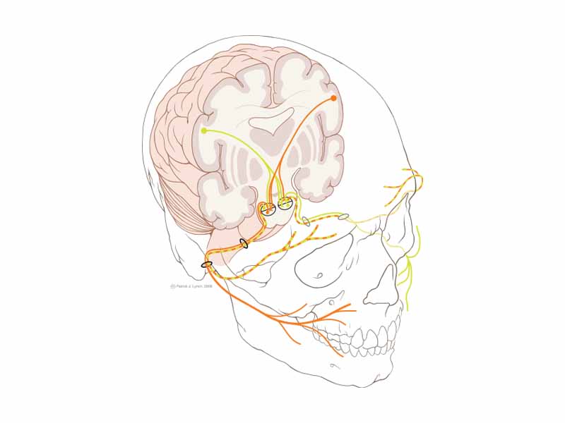 Facial nerve