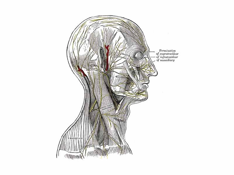 The nerves of the scalp, face, and side of neck.