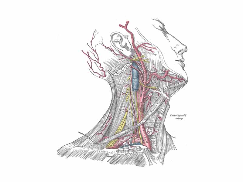 Superficial dissection of the right side of the neck, showing the carotid and subclavian arteries.