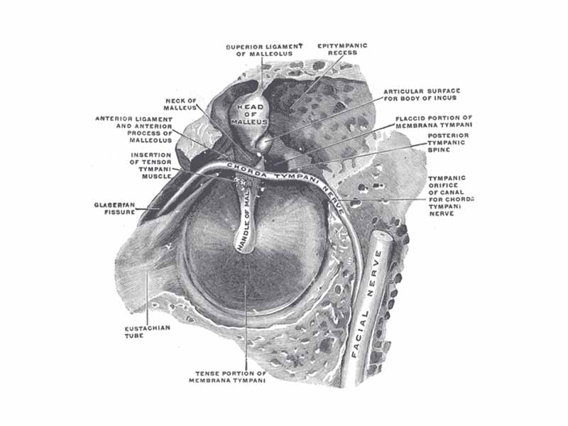 The right membrana tympani with the hammer and the chorda tympani, viewed from within, from behind, and from above