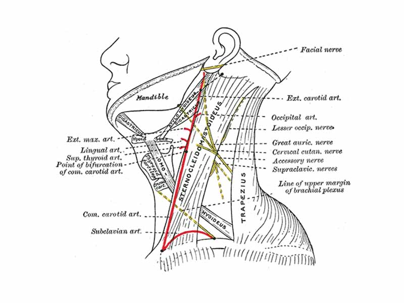 Side of neck, showing chief surface markings.