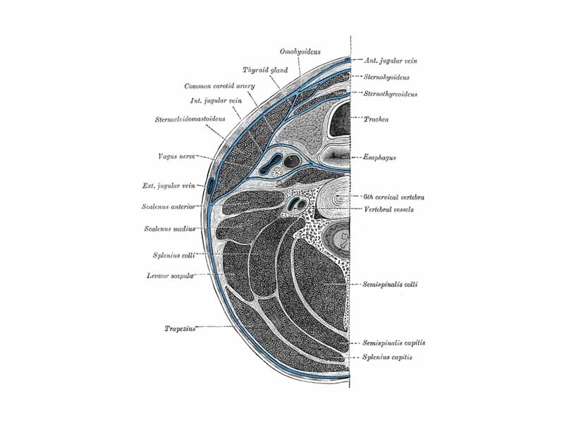 Section of the neck at about the level of the sixth cervical vertebra.