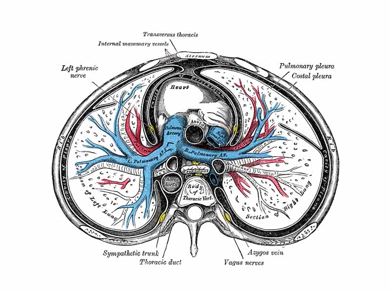 Transverse section of thorax, showing relations of pulmonary artery.