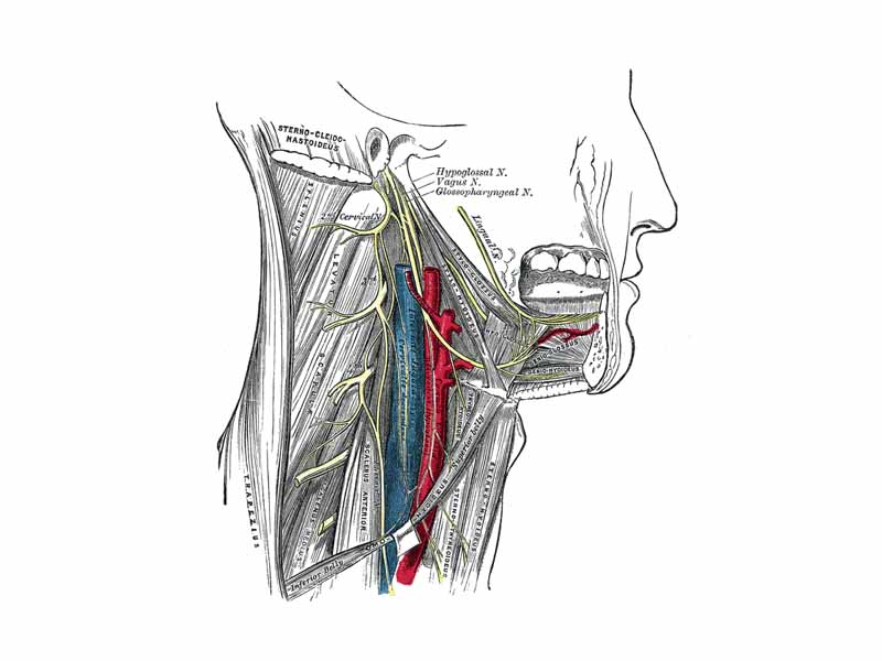 Hypoglossal nerve, cervical plexus, and their branches.