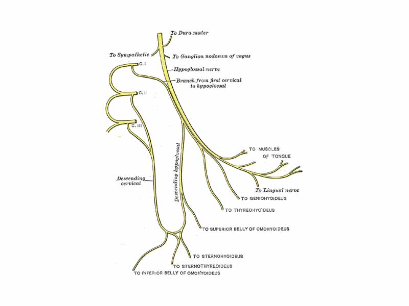 Plan of hypoglossal nerve