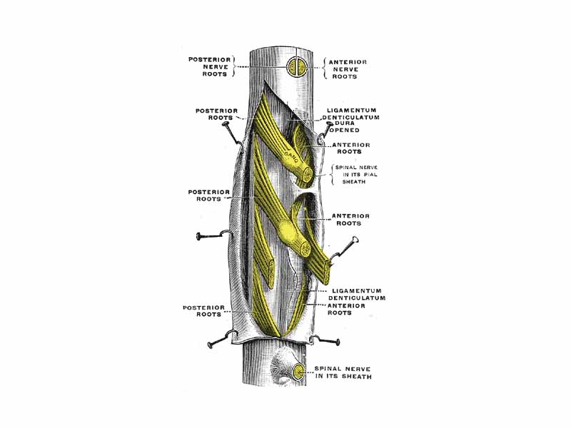 A portion of the spinal cord, showing its right lateral surface. The dura is opened and arranged to show the nerve roots.