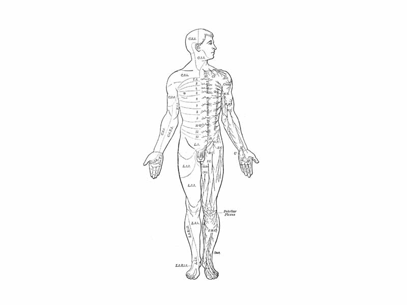 Distribution of cutaneous nerves. Ventral aspect.