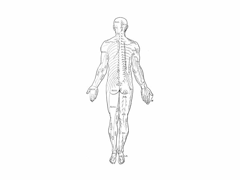 Distribution of cutaneous nerves. Dorsal aspect.