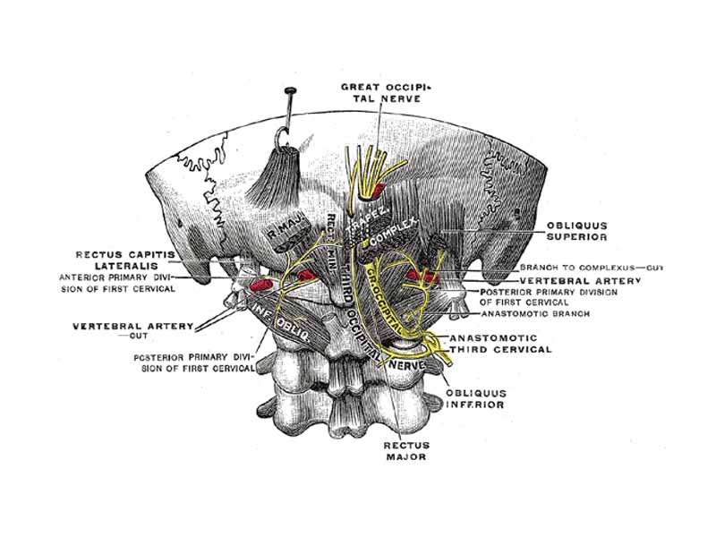 Posterior primary divisions of the upper three cervical nerves.