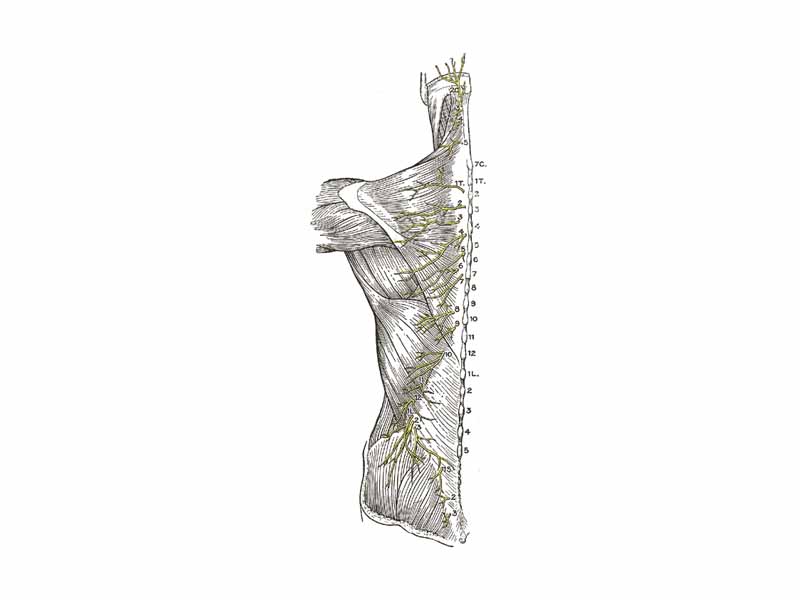 Diagram of the distribution of the cutaneous branches of the posterior divisions of the spinal nerves.