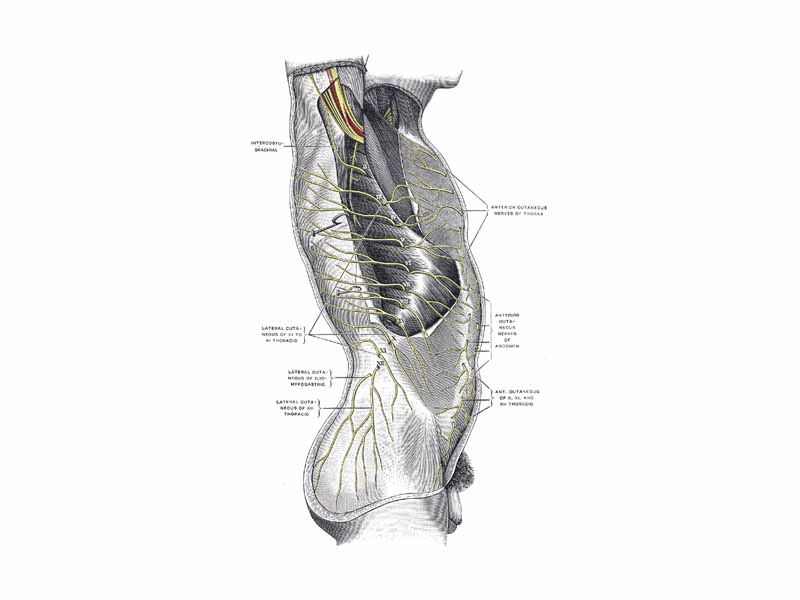 Cutaneous distribution of thoracic nerves.