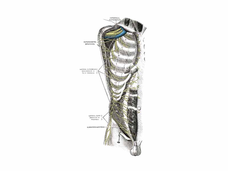 Intercostal nerves, the superficial muscles having been removed.