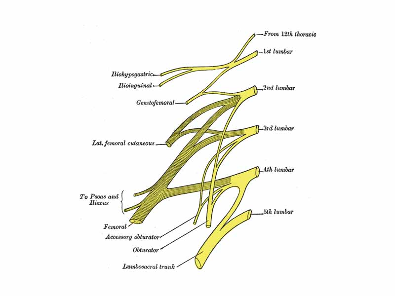 Plan of lumbar plexus.