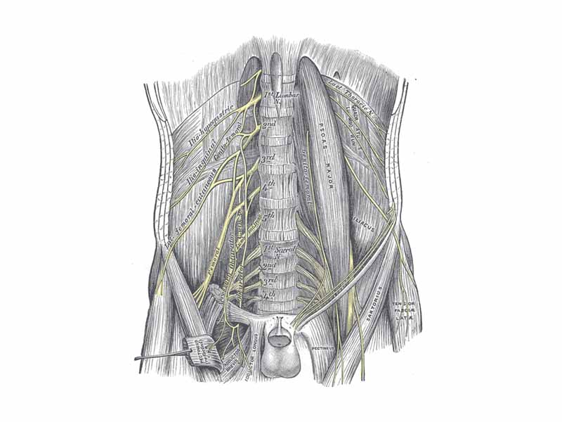 The lumbar plexus and its branches.