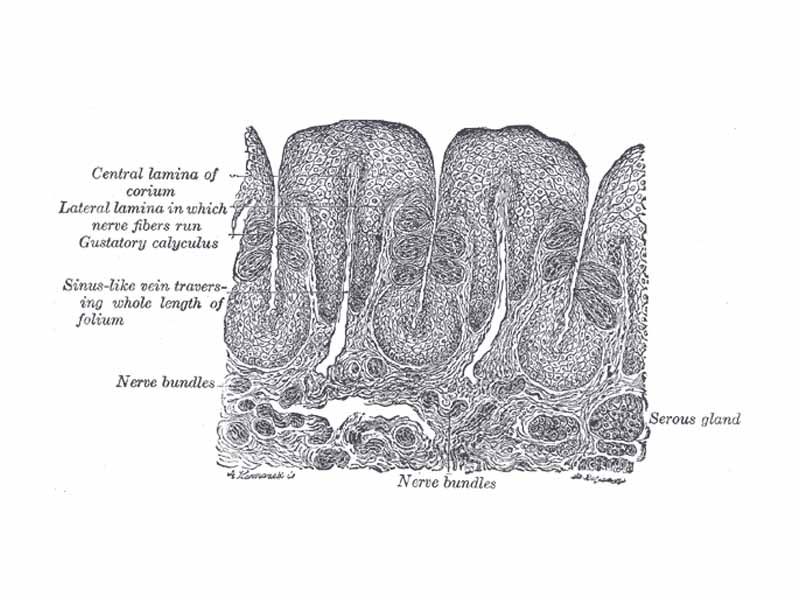 Vertical section of papilla foliata of the rabbit, passing across the folia.