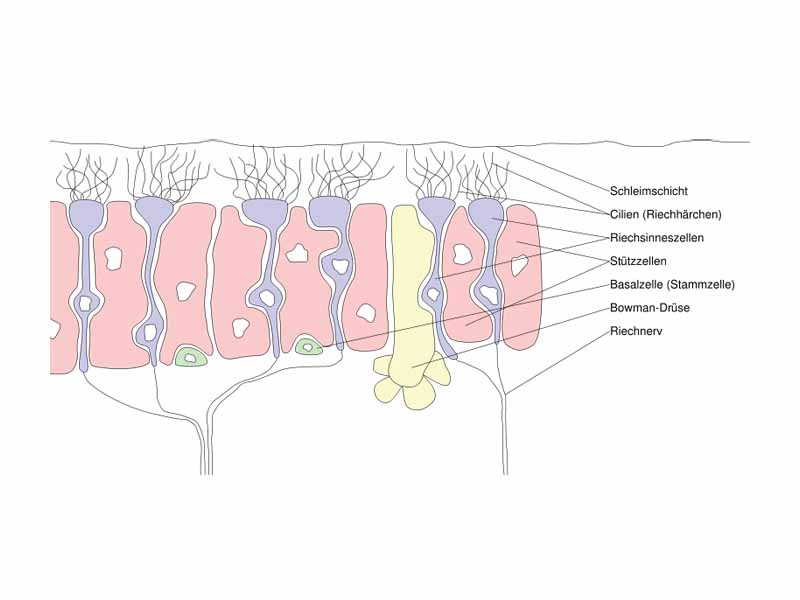 Olfactory receptor neuron