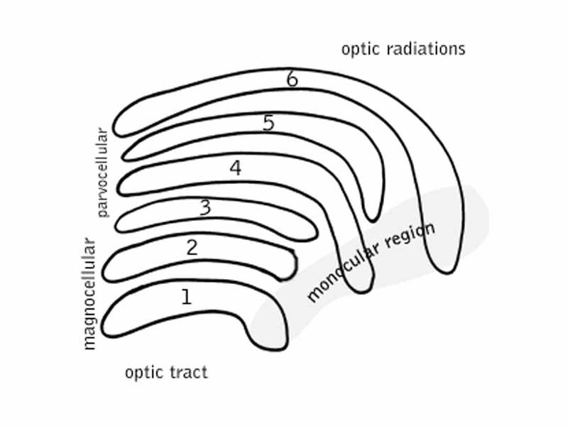 Diagram of the lateral geniculate nucleus, a sensory relay nucleus in the thalamus of the brain.