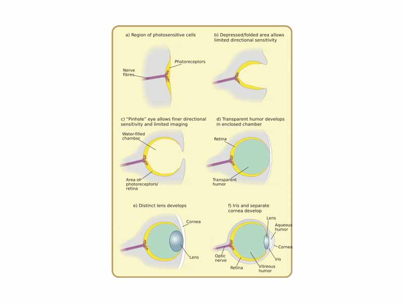 Diagram of major stages in the eye's evolution