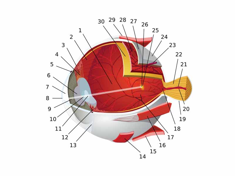 1. posterior compartment  -     2. ora serrata  -     3. ciliary muscle  -     4. ciliary zonules  -     5. canal of Schlemm  -     6. pupil  -     7. anterior chamber  -     8. cornea  -     9. iris  -    10. lens cortex  -    11. lens nucleus  -    12. ciliary process  -    13. conjuntiva  -    14. inferior oblique muscule  -    15. inferior rectus muscule  -    16. medial rectus muscle  -    17. retinal arteries and veins  -    18. optic disc  -    19. dura mater  -    20. central retinal artery  -    21. central retinal vein  -    22. optical nerve  -    23. vorticose vein  -    24. bulbar sheat  -    25. macula  -    26. fovea  -    27. sclera  -    28. choroid  -    29. superior rectus muscule  -    30. retina