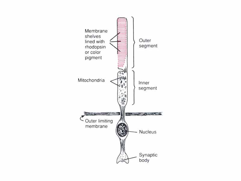 Functional parts of the rods (rods) and cones (cones)