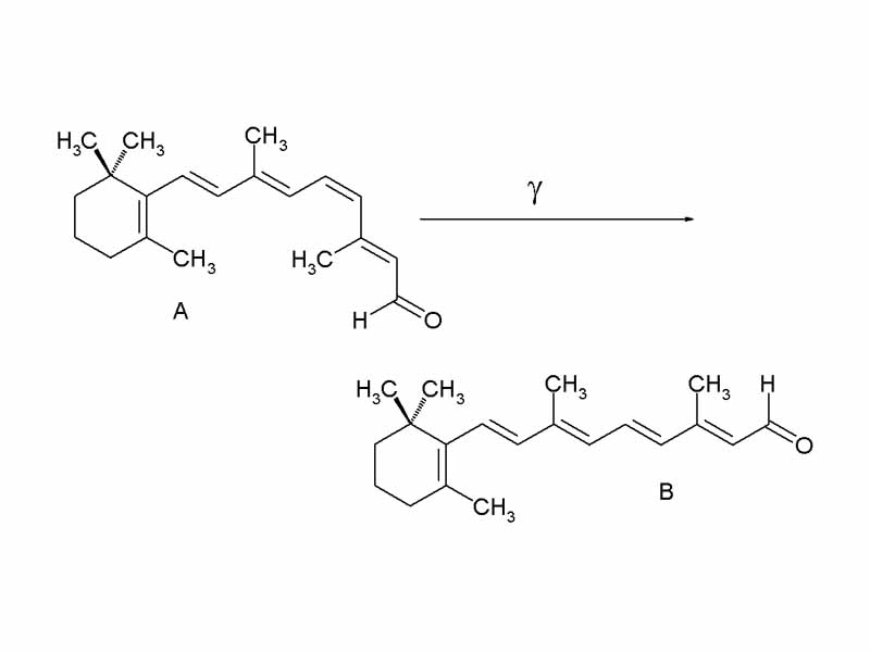 Retinal molecule - straightens in response to a photon ? (light), of the correct wavelength