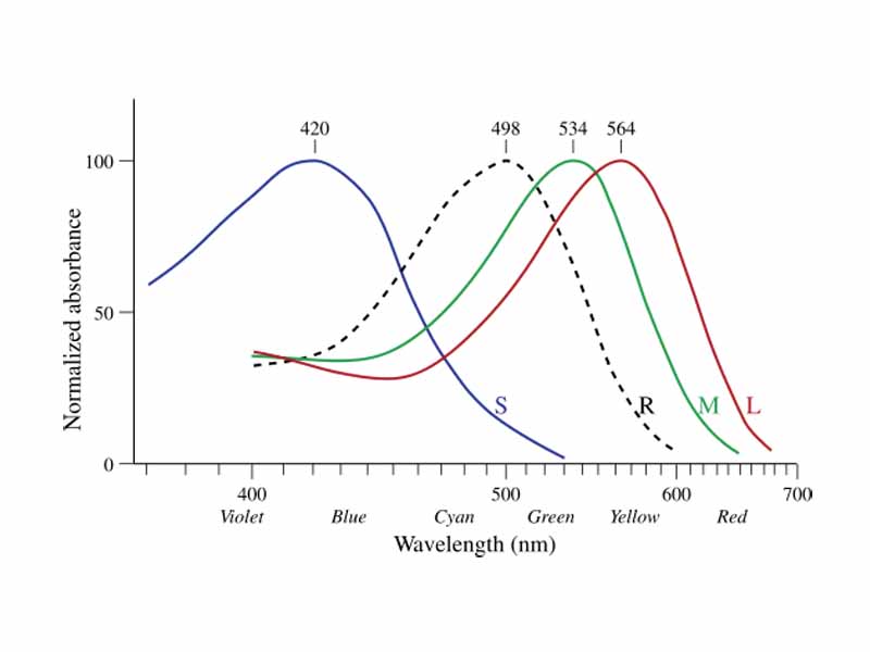 Normalized typical human cone (and rod) absorbances (not responses) to monochromatic spectral stimuli