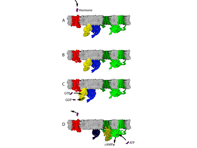 G-protein-coupled receptor mechanism