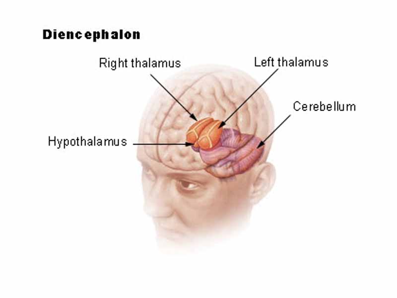 Location of the human hypothalamus