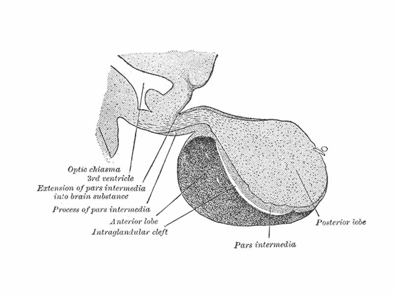 Magnocellular neurons of the PVN and SON project to the posterior lobe of the pituitary