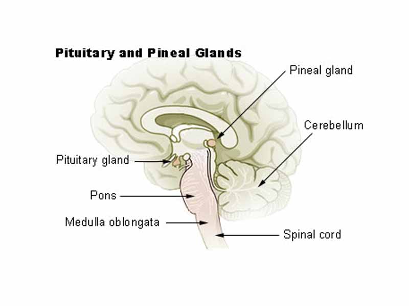 Pituitary and Pineal Glands