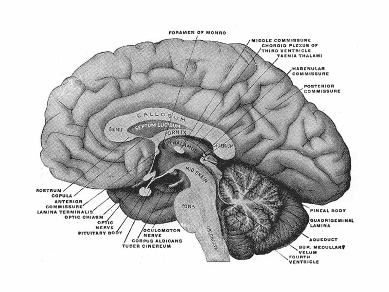 Mesal aspect of a brain sectioned in the median sagittal plane.  Shows pituitary and pineal bodies.