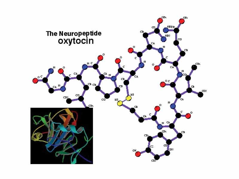 Oxytocin structure. Inset shows oxytocin bound to neurophysin