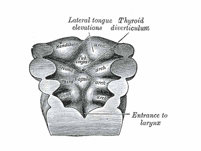 Floor of pharynx of embryo between 18 and 21 days.