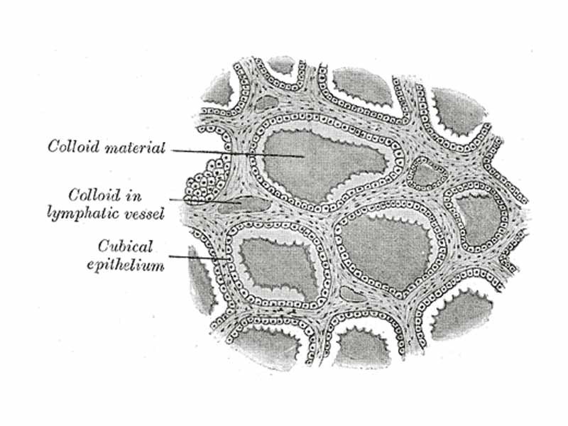 Section of thyroid gland of sheep. X 160.