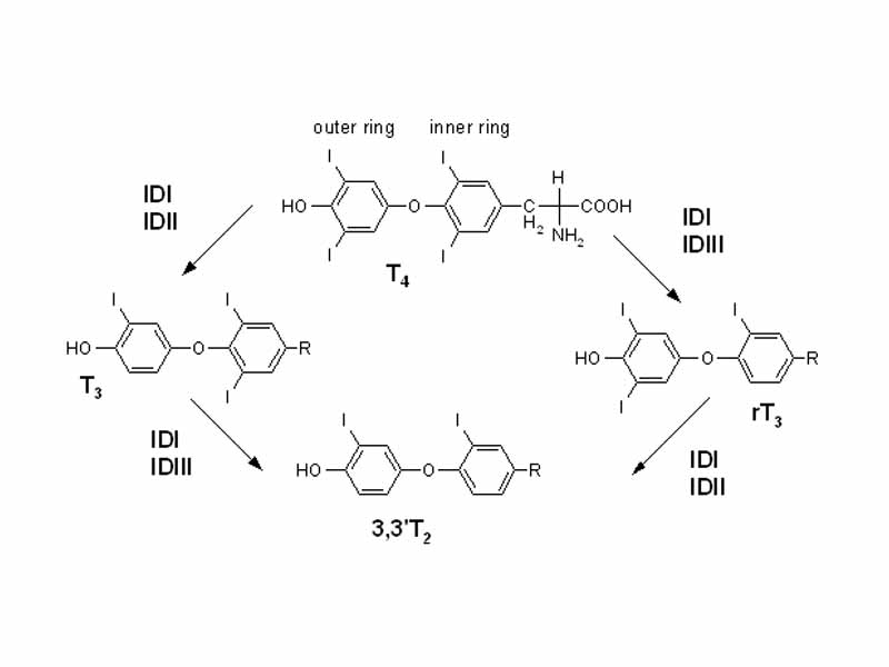 This is an image consisting of diagrams of a specific chemical reaction involving 'iodothyrinone deiodinase'. There are four versions of the same structure with various iodine atoms being added and removed.