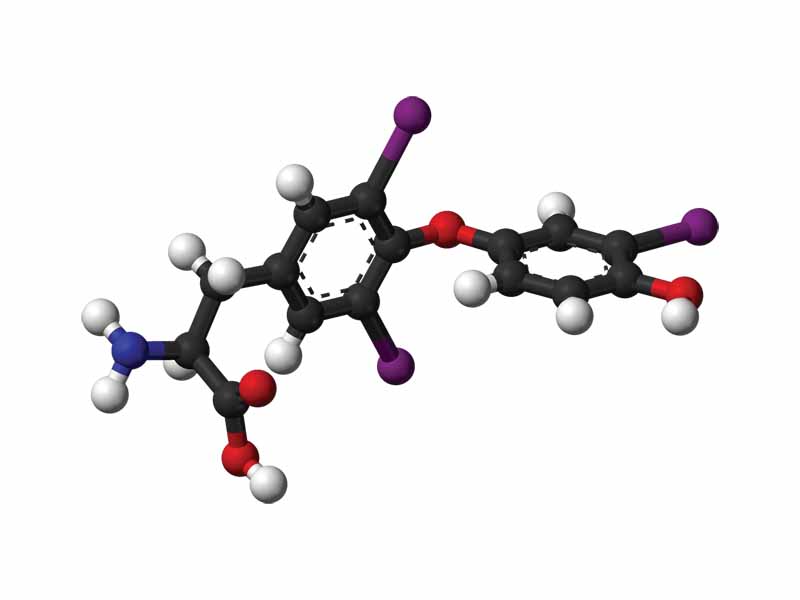 Triiodothyronine 3D