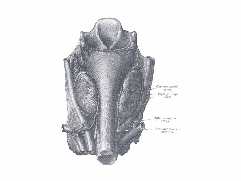 Human parathyroid glands