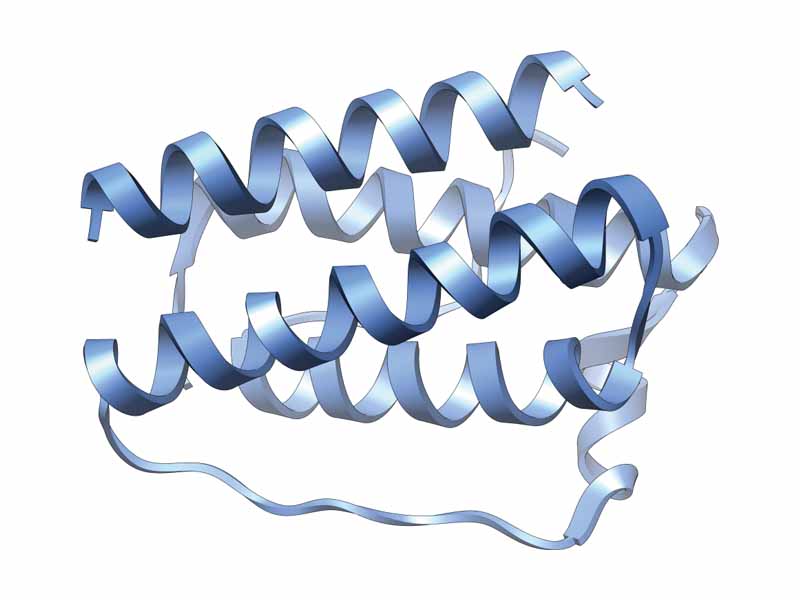 Leptin