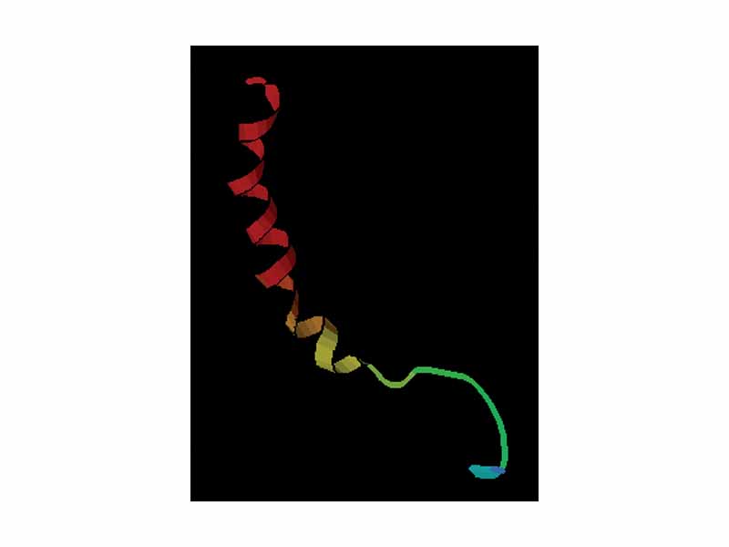 Structure of Neuropeptide Y