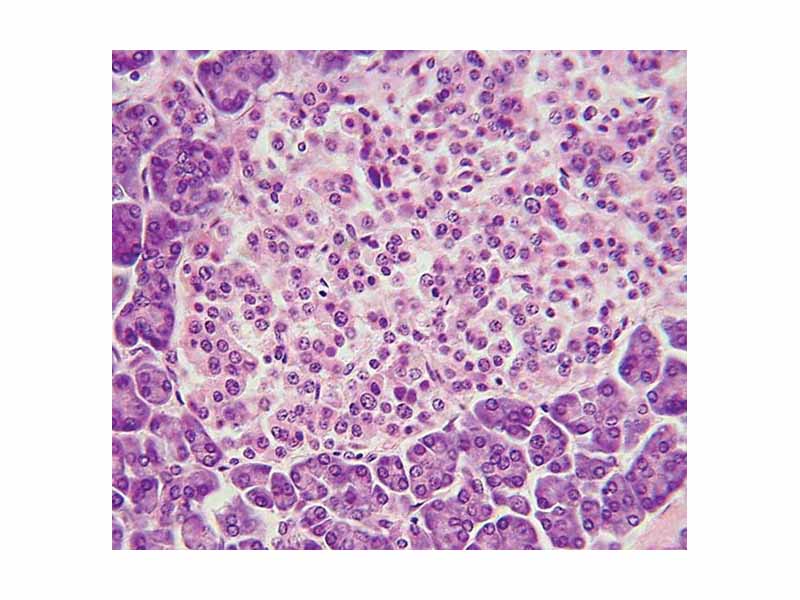 Islets of Langerhans, haemalum-eosin stain.