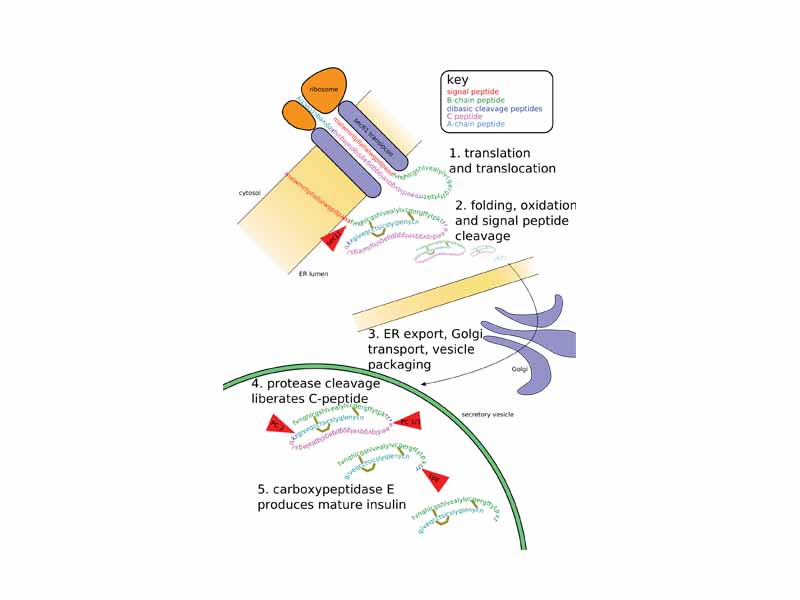 Insulin undergoes extensive posttranslational modification along the production pathway. Production and secretion are largely independent; prepared insulin is stored awaiting secretion. Both C-peptide and mature insulin are biologically active. Cell components and proteins in this image are not to scale.