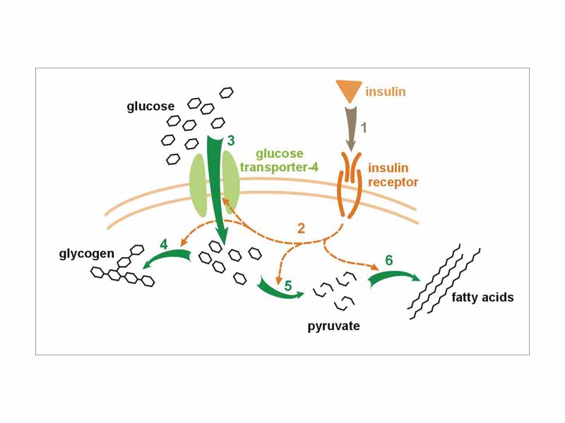 Effect of insulin on glucose uptake and metabolism. Insulin binds to its receptor (1) which in turn starts many protein activation cascades (2). These include: translocation of Glut-4 transporter to the plasma membrane and influx of glucose (3), glycogen synthesis (4), glycolysis (5) and fatty acid synthesis (6).