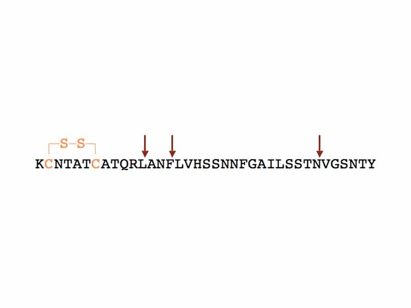 Amino acid sequence of amylin with disulphide bridge and cleavage sites of insulin degrading enzyme indicated with arrows