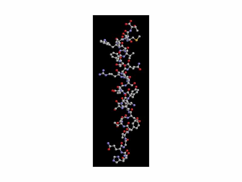 Glucagon ball and stick model, with the carboxyl terminus above and the amino terminus below