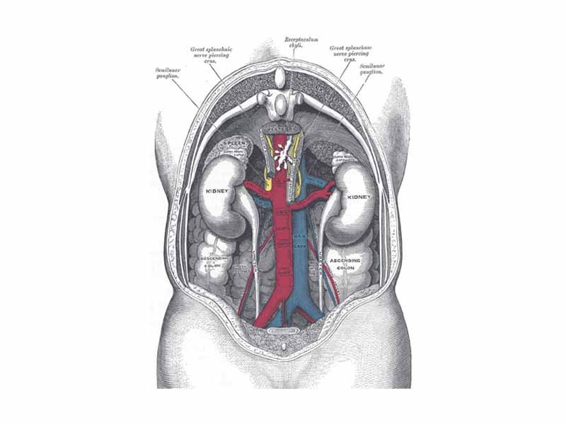 Human kidneys viewed from behind with spine removed