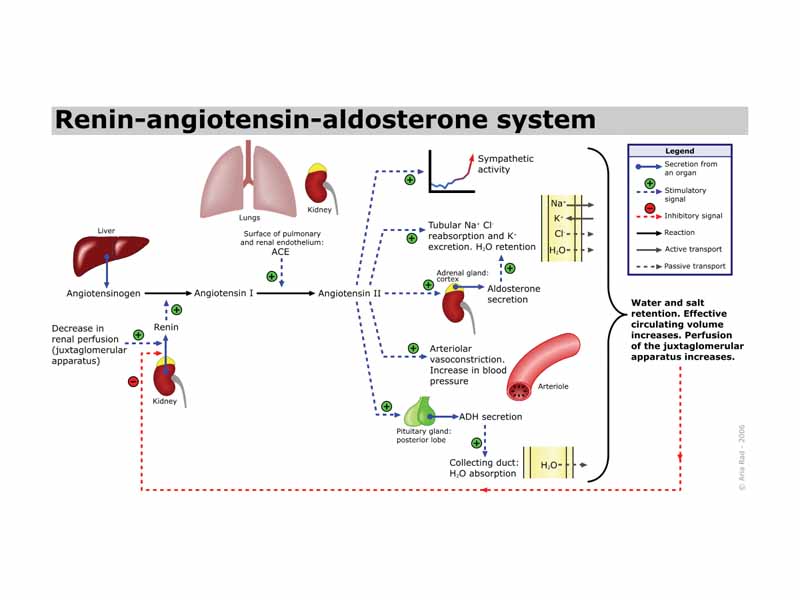 Schematic depicting how the RAAS works. Here, activation of the RAAS is initiated by a low perfusion pressure in the juxtaglomerular apparatus