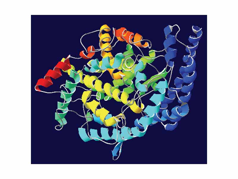 Angiotensin-converting enzyme