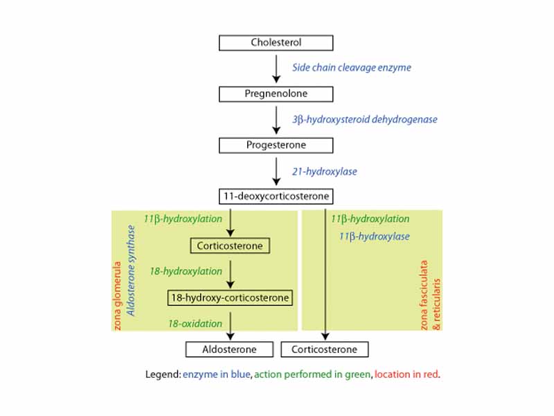 Corticosteroid biosynthetic pathway in rat