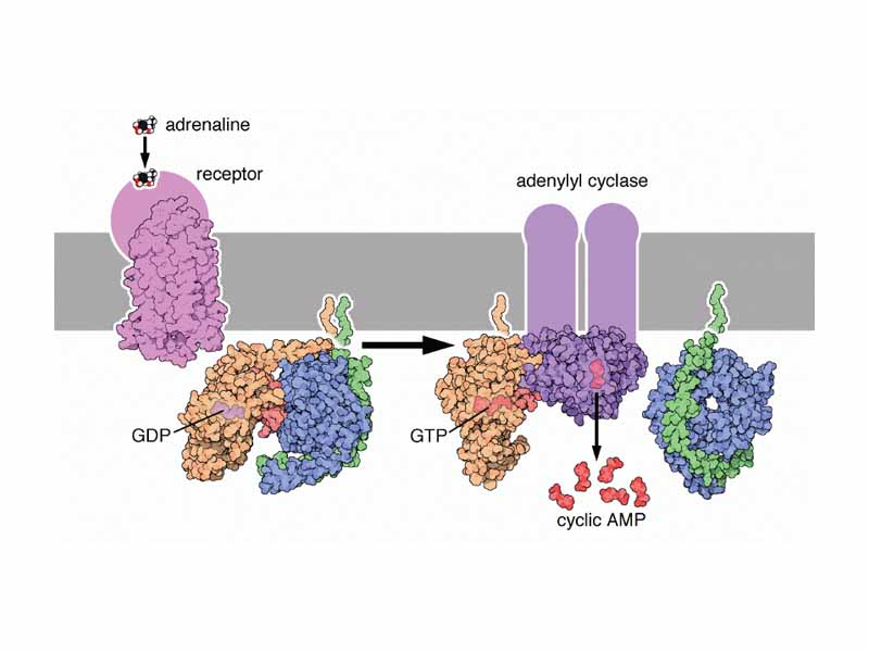 ?-adrenergic receptors