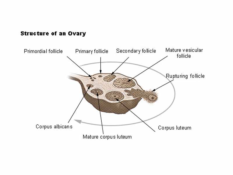 Structure of an ovary